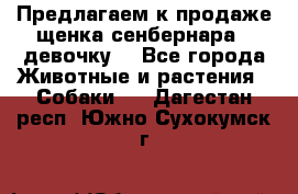 Предлагаем к продаже щенка сенбернара - девочку. - Все города Животные и растения » Собаки   . Дагестан респ.,Южно-Сухокумск г.